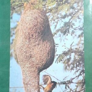 Punjab de Sohne Hawai Kalabaz Panchhi Punjabi Biographies book by Bhagwant Rasulpuri